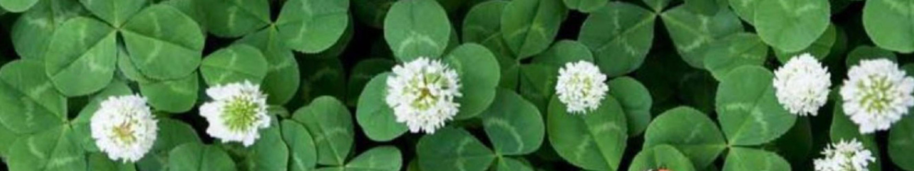 Background Clover