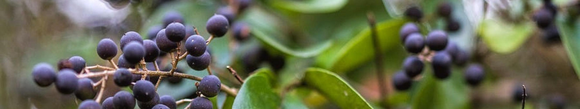 Background Jungle Berries