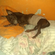 Hogar para cachorros desamparados