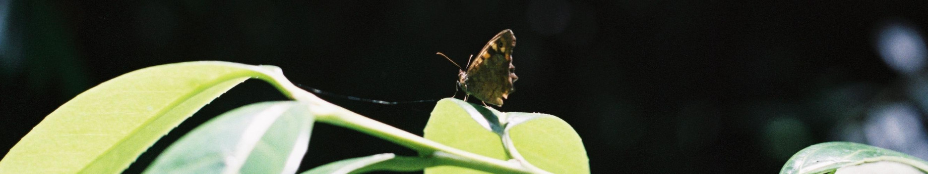 Background Nymph Feet