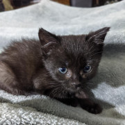 Earp Kittens