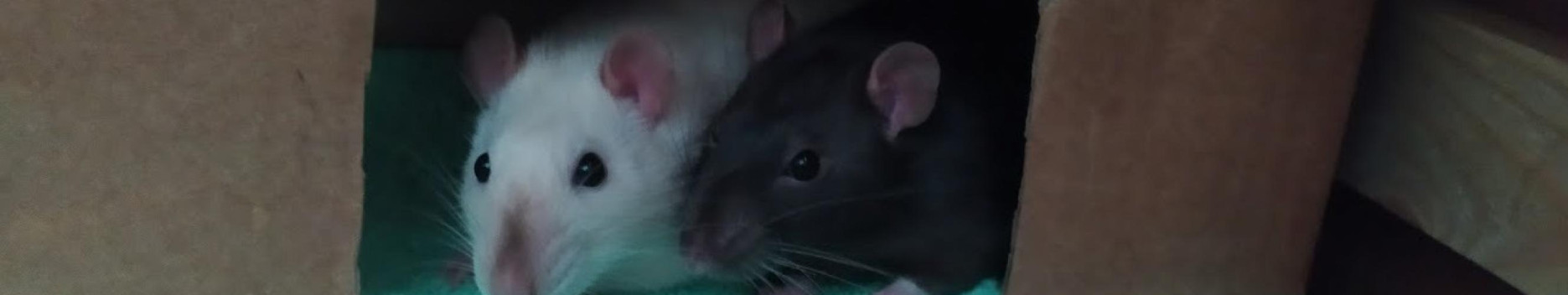 Background Mr.Fufu Duduch &amp; Mr.Churchill (rats)