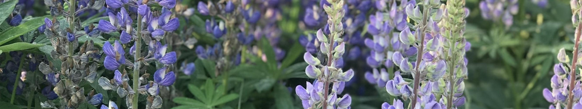 Background Lupine Fields