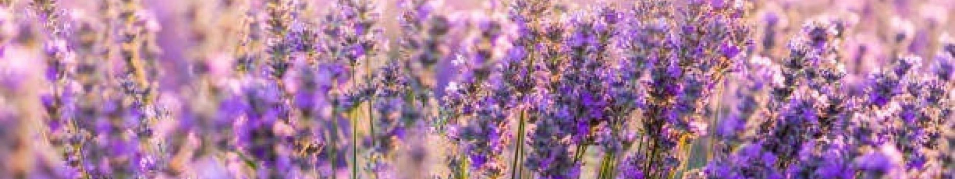 Background Lavender