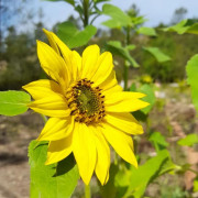 Sunflower Girl Sunflower Girl