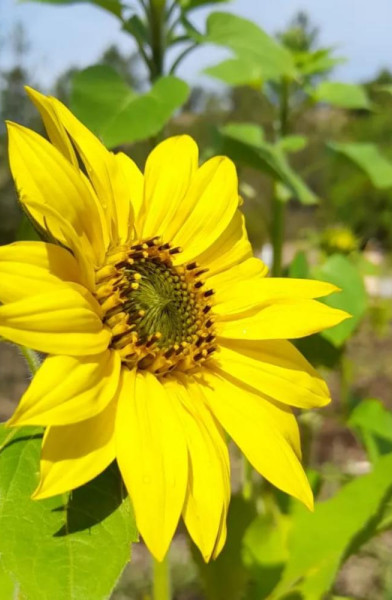 Sunflower Girl