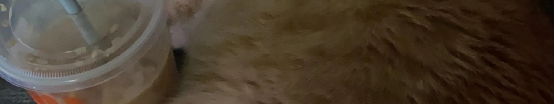 Background Bunny π° Background Bunny π°