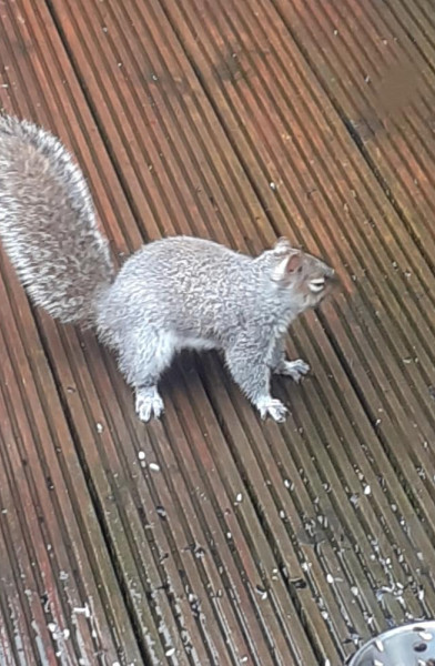 Sexysquirrel