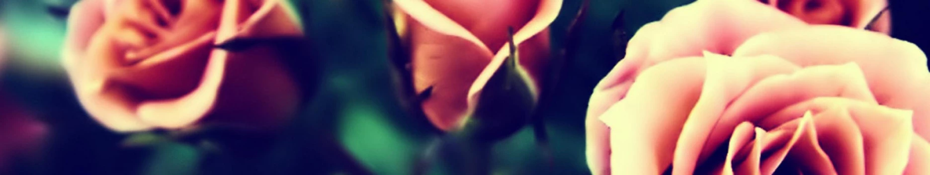 Background Scarlett Rose Background Scarlett Rose