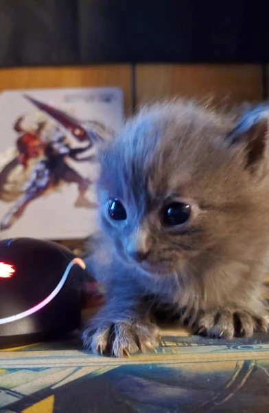 MK