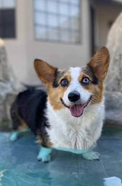 Kona The Corgi