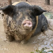 Lenny Pig Lenny Pig