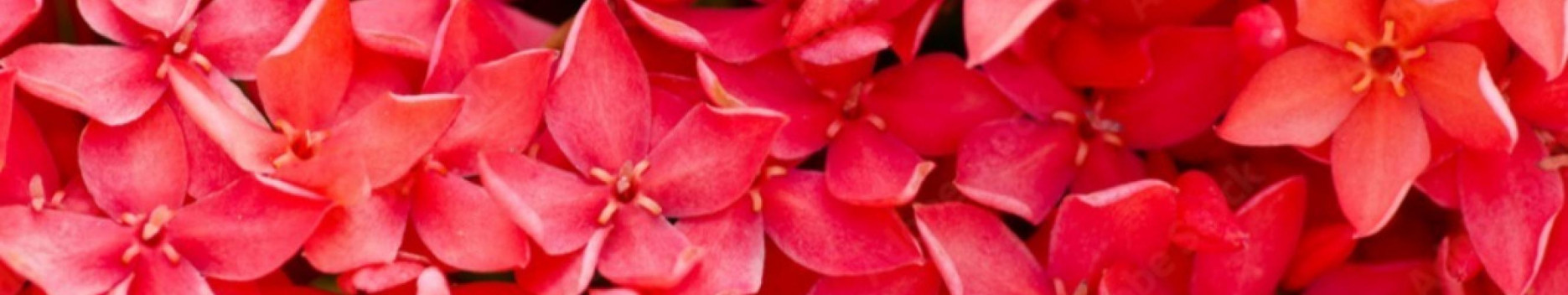 Background The Red Jasmine