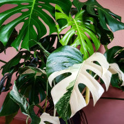 Monstera Mania