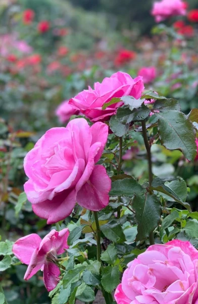 Bootay.Rose