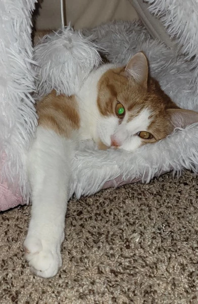 Zeus Lightning 🐱