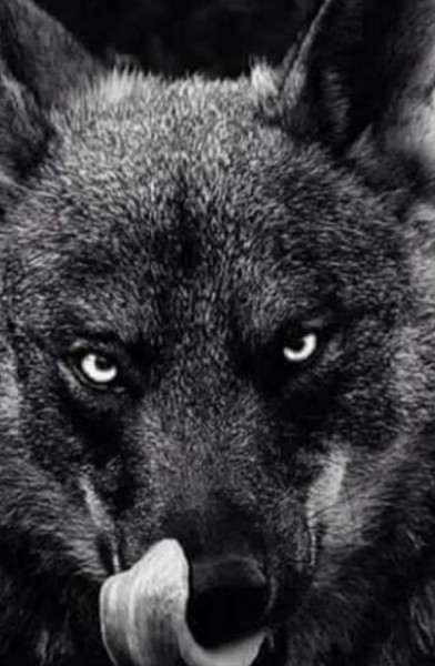 Wolf4Life