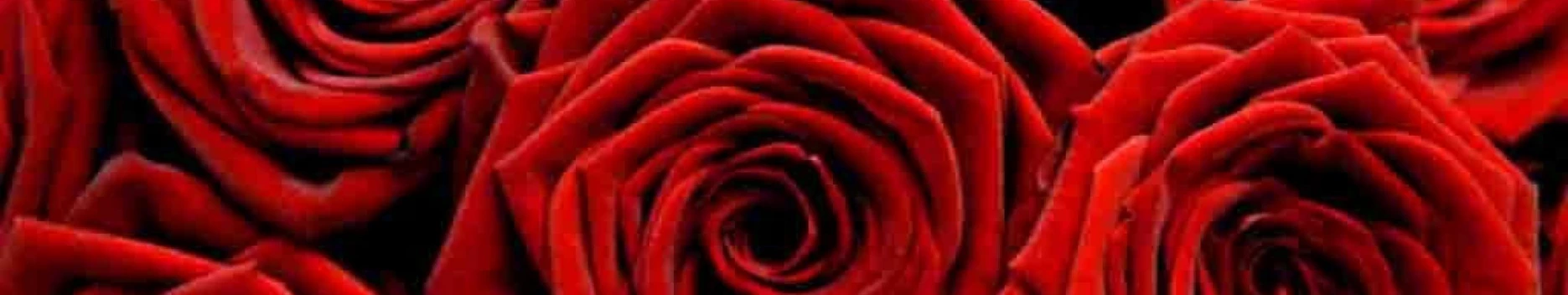 Background Scarlett Rose (free) Background Scarlett Rose (free)