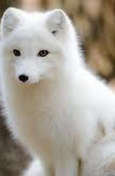 Snowfox2020