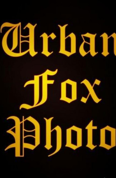 Urban Fox Photo