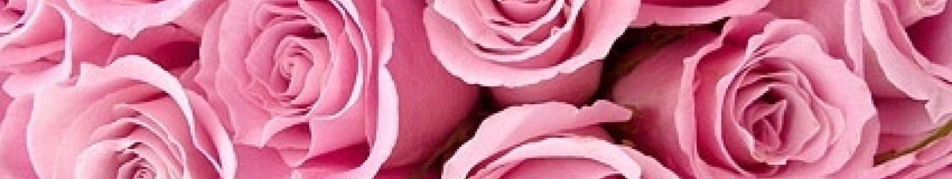 Background Rose