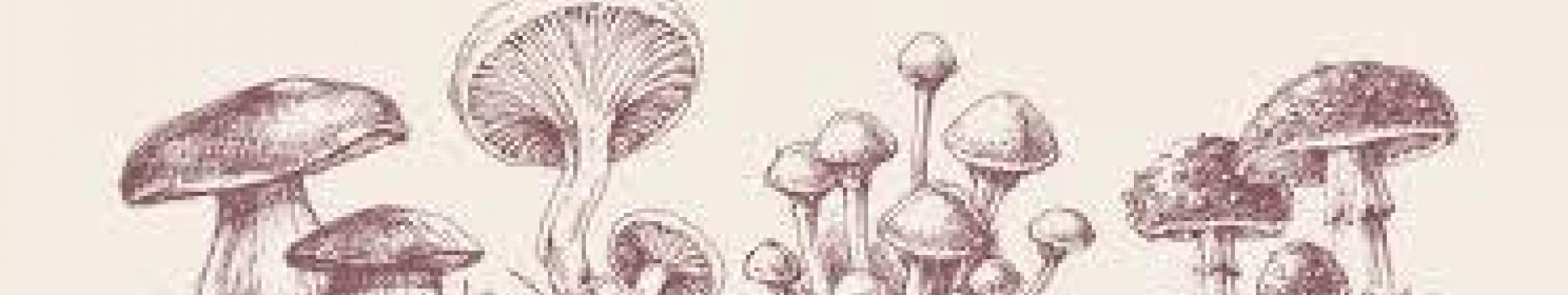 Background KingMushroom