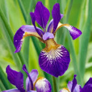 Iris CS