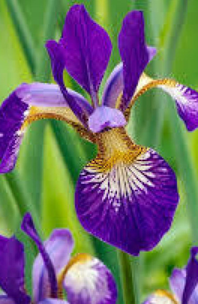 Iris CS