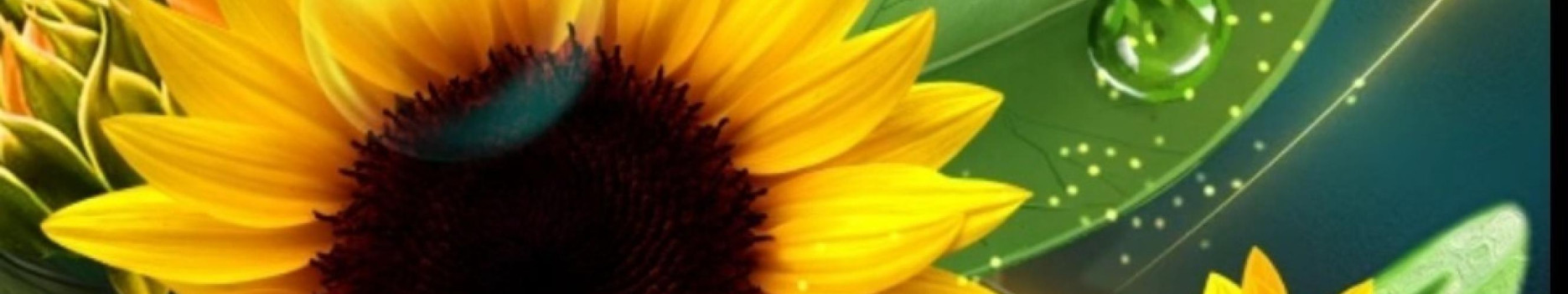 Background Silky_sunflower