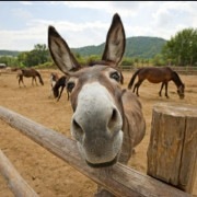 Burro Donkey