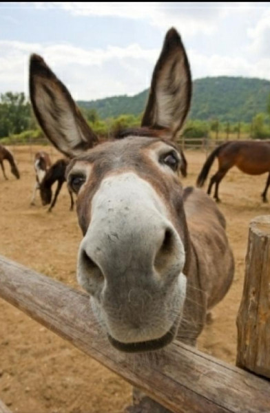 Burro Donkey