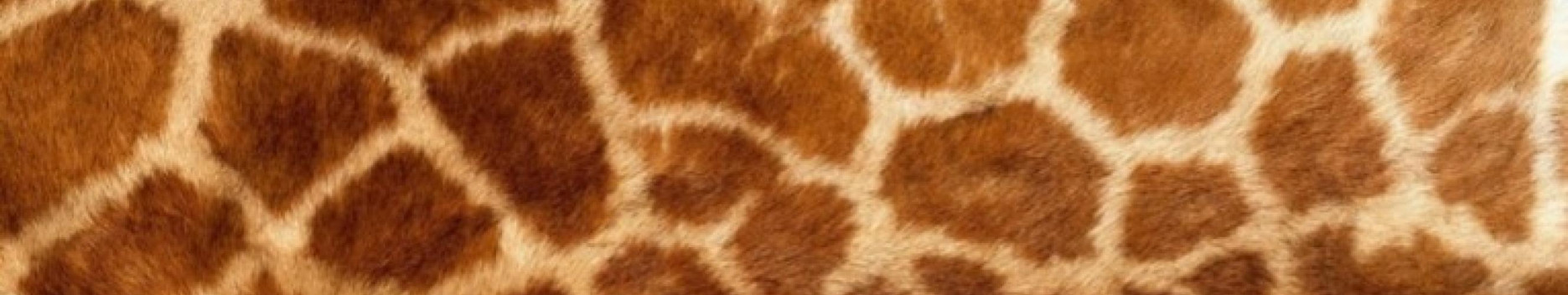 Background Short Giraffe V.I.P