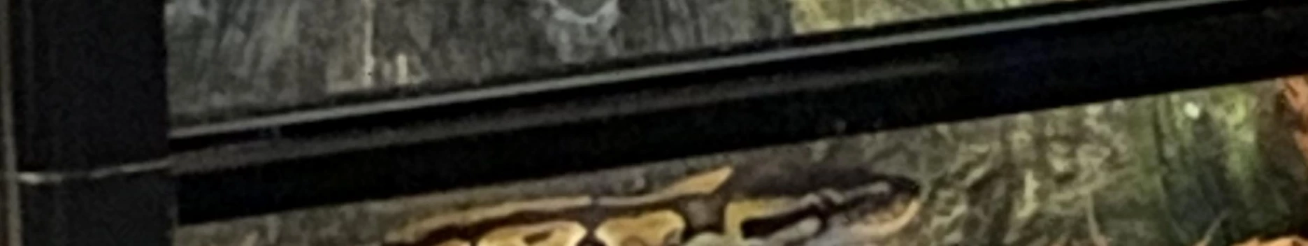 Background Mila the Snake