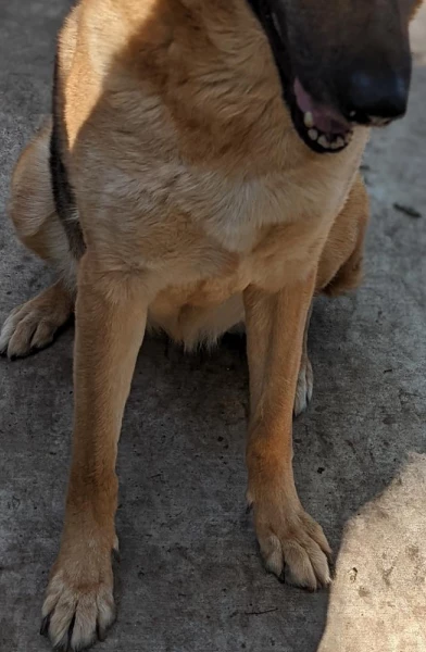 Miya the shepherd