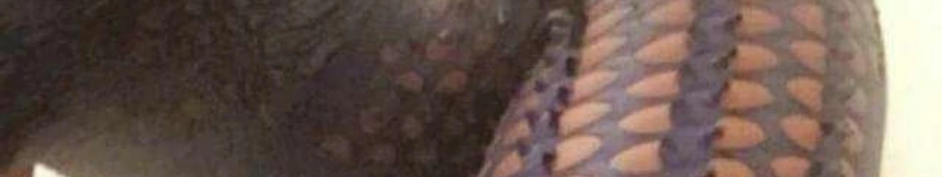 Background Ny’Laina Background Ny’Laina