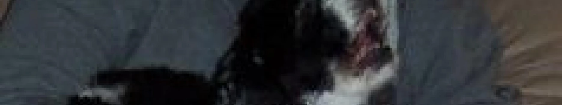 Background kevin