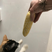 NOKITTYMYCREAMEDCORN