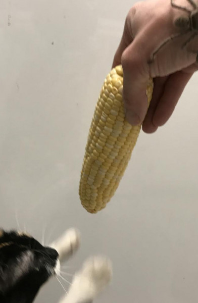 NOKITTYMYCREAMEDCORN