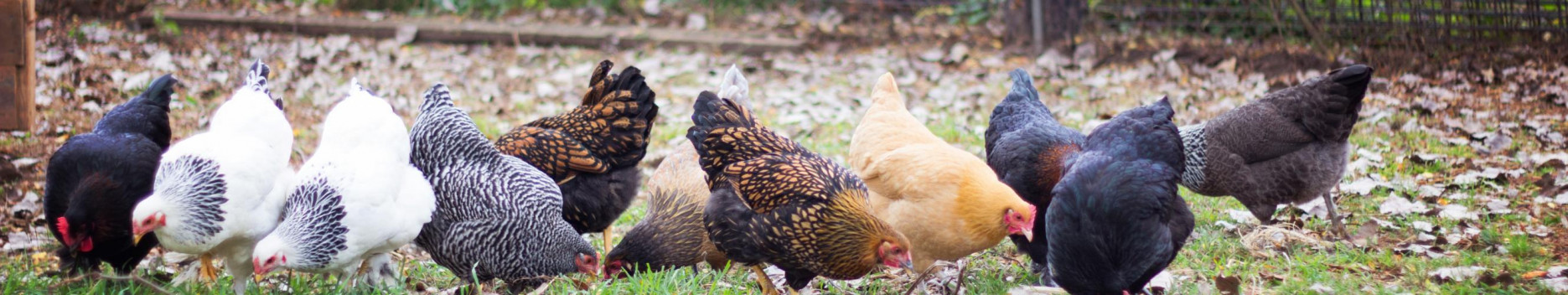 Background The Sultry Hen