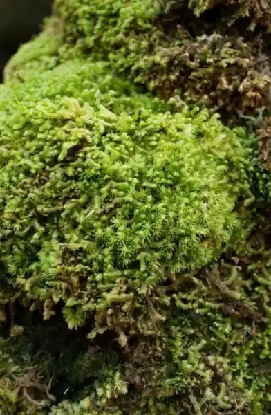 The Moss