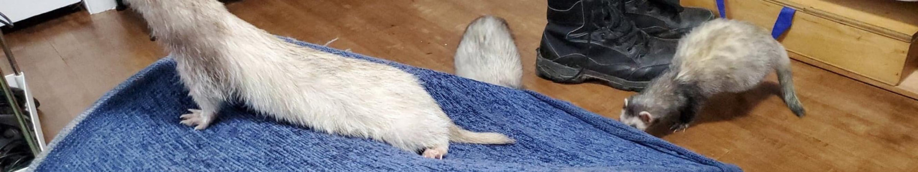 Background Ferret Fuzz Butts