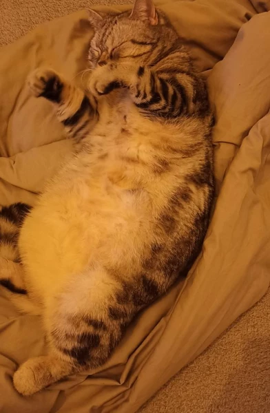 Ukrainian Cat Luchik