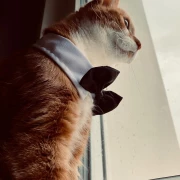 red_pussycat