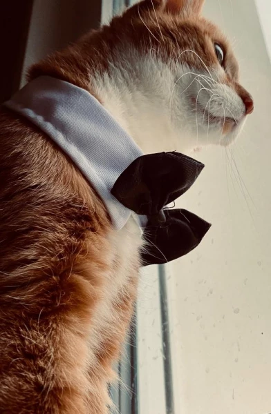 red_pussycat