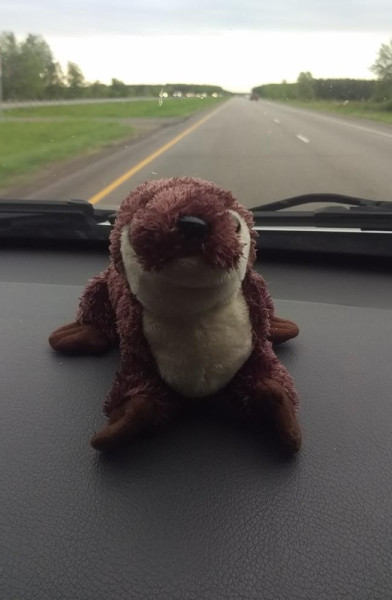 Otter On a Roadtrip