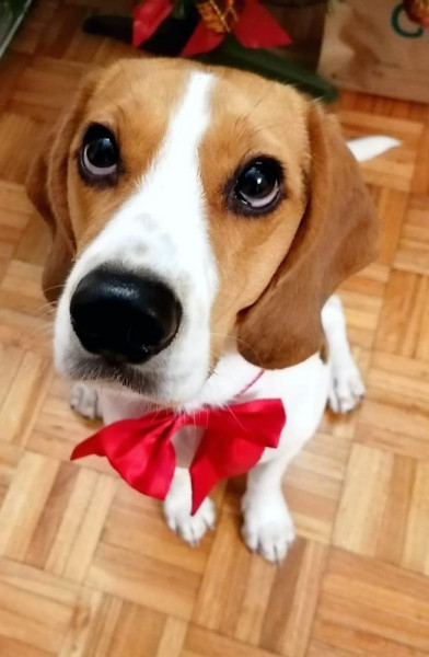 Pipas The Beagle