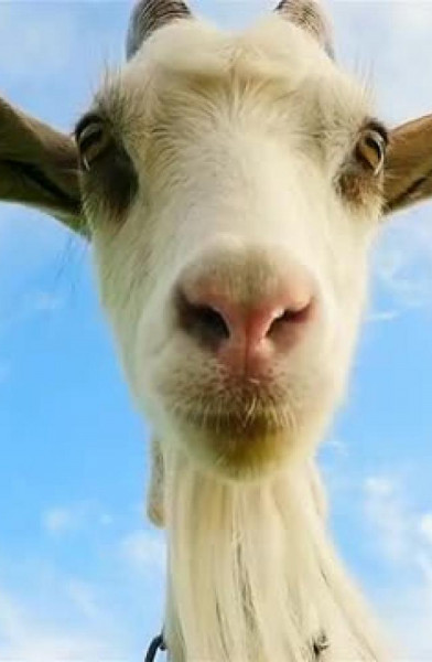 The POV Goat