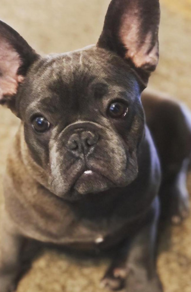 Yoda the frenchie