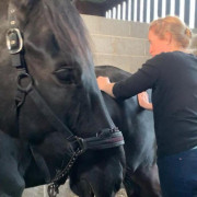 Equine Massage