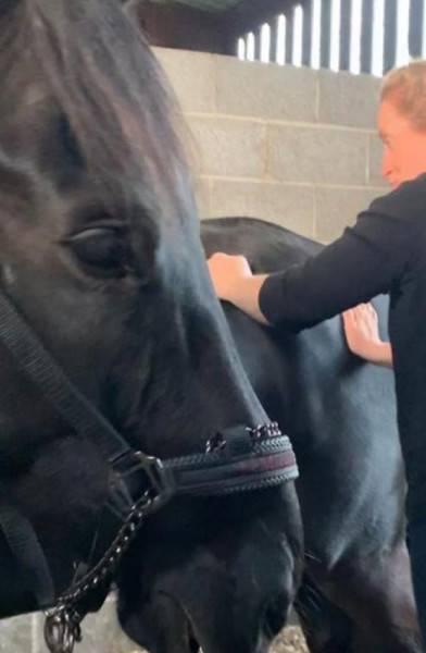 Equine Massage